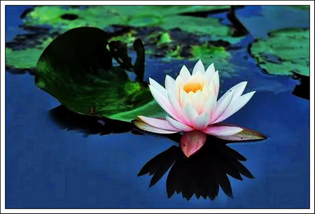 出句：芙蓉出水琼葩艳