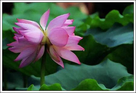 出句：并蒂芙蓉浮碧水